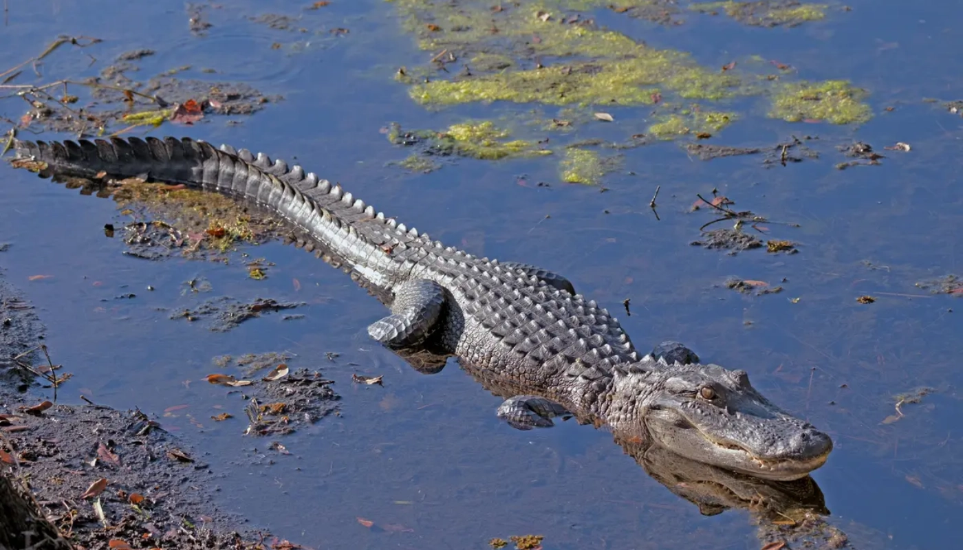 American Alligators in Louisiana: Facts Every New Orleans Swamp Tour Visitor Should Know in New Orleans in New Orleans,