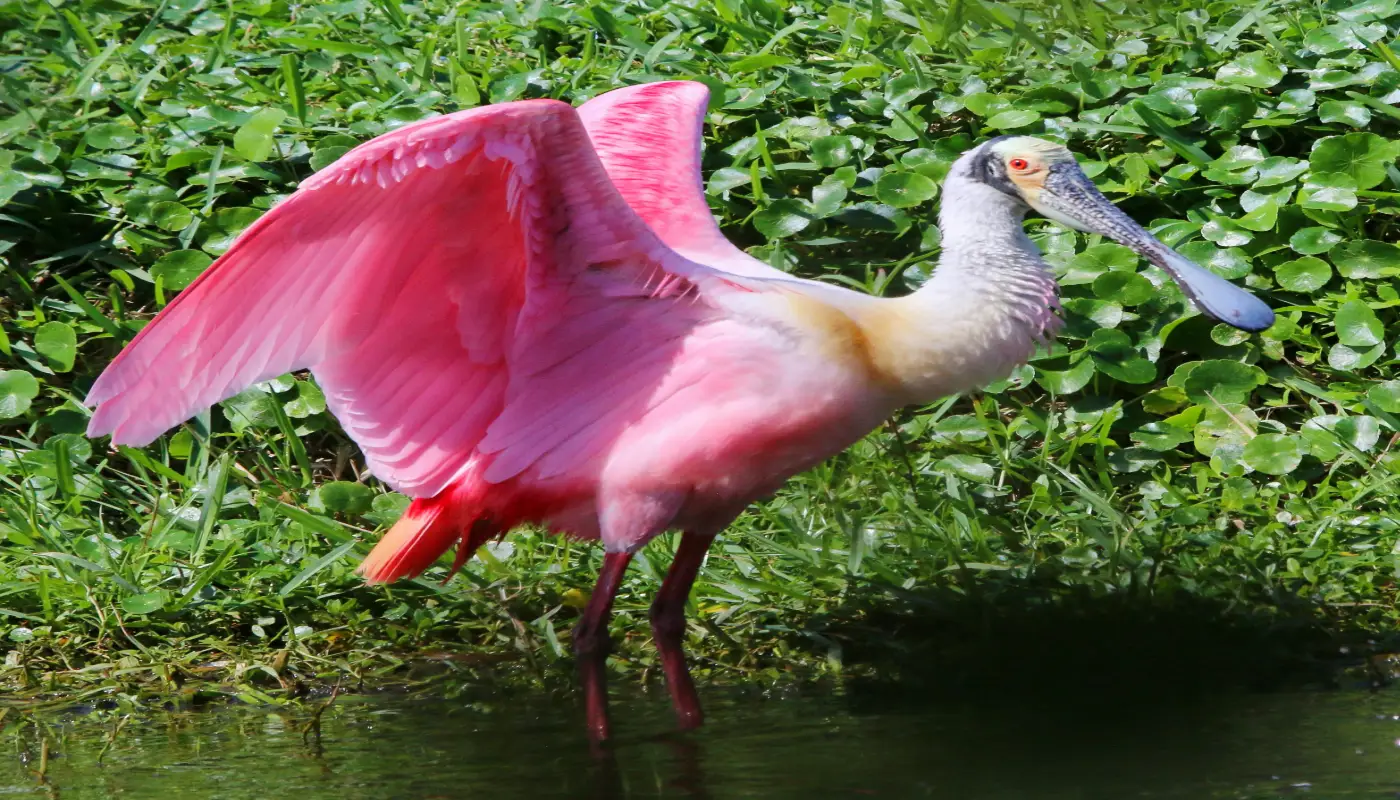 Are New Orleans Swamp Tours Worth It? What Visitors Should Know Before Booking in New Orleans,