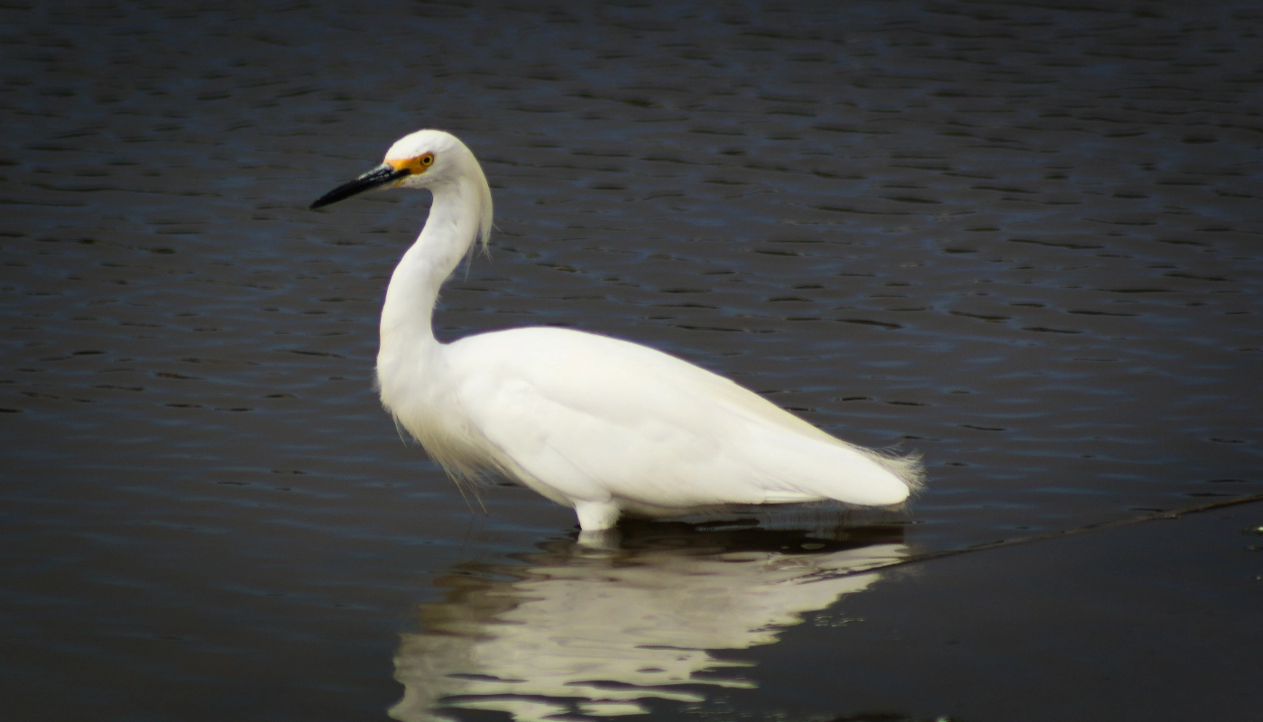 How Far Are New Orleans Swamp Tours From the French Quarter? Distance & Transportation Guide in New Orleans in New Orleans,