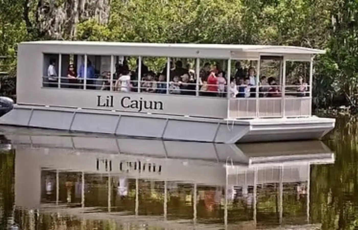 What Lives in the Louisiana Bayou? a Complete Guide to New Orleans Swamp Wildlife in New Orleans in New Orleans, 
